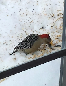 jan 26 snow woodpecker