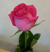 Pink rose for Mother's Day