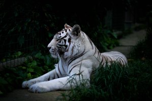 The Author Chronicles, J. Thomas Ross, white tiger lying down