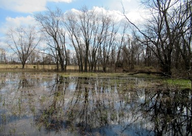 The Author Chronicles, J. Thomas Ross, leafless trees reflected in vernal pond