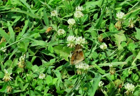 The Author Chronicles, Top Picks Thursday, J. Thomas Ross, butterfly and bee, clover, backyard visitors
