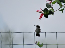 The Author Chronicles, Top Picks Thursday, J. Thomas Ross, native honeysuckle, hummingbird on fence