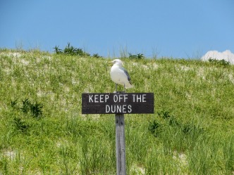 The Author Chronicles, Top Picks Thursday, J. Thomas Ross, sea gull, keep off the dunes sign, shore