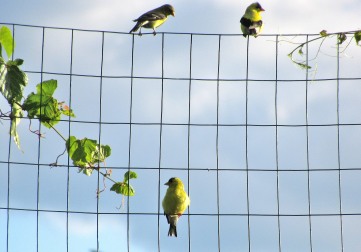The Author Chronicles, J. Thomas Ross, Top Picks Thursday, goldfinches on the garden fence