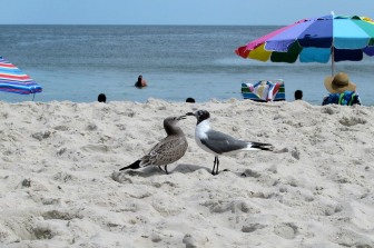 The Author Chronicles, J. Thomas Ross, Top Picks Thursday, Island Beach State Park, mother feeding young seagull