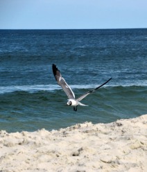 The Author Chronicles, J. Thomas Ross, Top Picks Thursday, Island Beach State Park, seagull landing on the beach