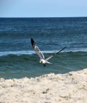 09-19-2019 – Blog – seagull landing