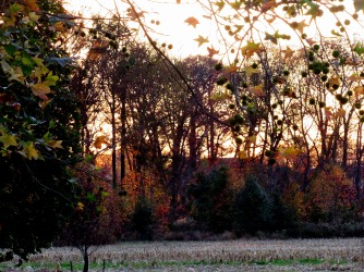 The Author Chronicles, J. Thomas Ross, Top Picks Thursday, November, color on trees at dusk