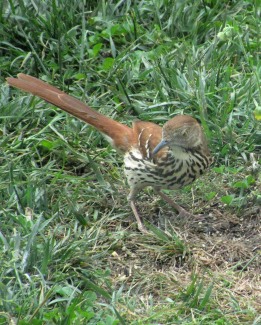 05-27 - blog - brown thrasher