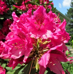 05-27 - blog - red rhododendron flowers